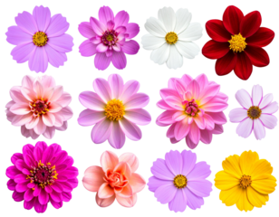 house with a roof HD transparent background PNG Stock Photographic Image .jpg - Firefly_Transparent PNG available_Single flowers collection, set isolated on transparent whit 