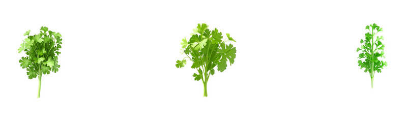 A PNG set of coriander leaves, cut out with transparent background, perfect for culinary, design, or educational projects.