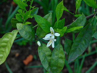 tangerine tree white blossoms macro photo	