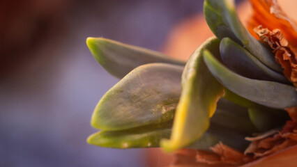 Ethereal Emergence: Soft Focus Onion Sprout
