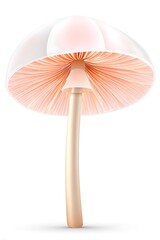 Detailed mushroom illustration