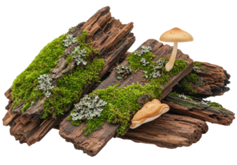 Detailed macro close-up of decaying wooden logs, vibrant green moss, pale lichen, and a light brown mushroom, isolated on a clean white background with copy space. Concept of natural decomposition