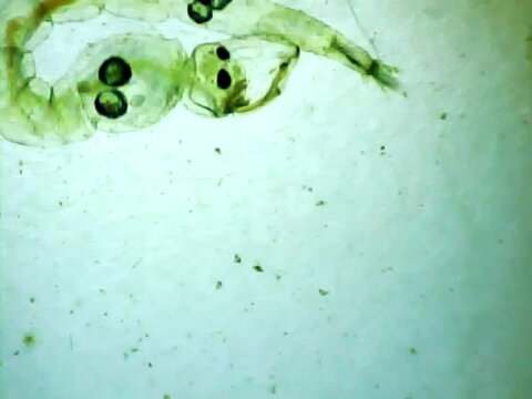 Phantom midge larva on a microscope glass