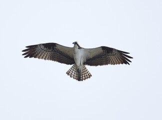 Majestic hawk in flight taken from below