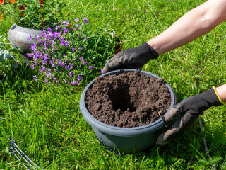 
Gardener prepares hanging flower pot. Flower pot with fresh soil for seedlings. Spring work for flower growers