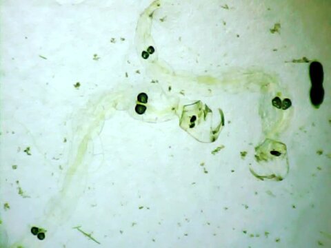 Phantom midege larvas on a microscope glass