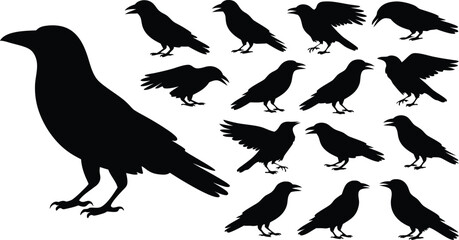Black Crow Silhouettes Various Poses, Standing, Wings Open, Close Up Isolated on White