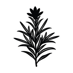 rosemary flower vector silhouette illustration