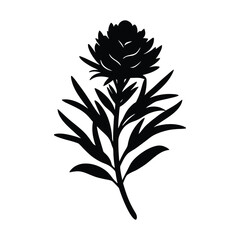 rosemary flower vector silhouette illustration