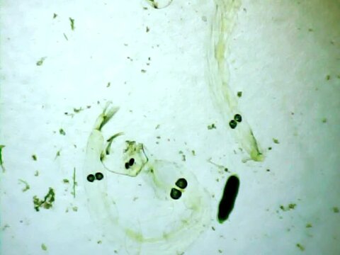 Phantom midege larvas on a microscope glass