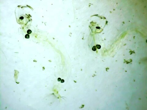 Phantom midege larvas on a microscope glass