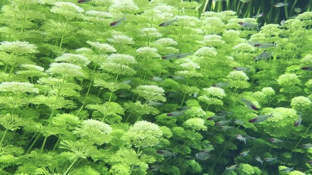 Underwater thickets of Limnophila sessiliflora, beautiful underwater landscape with schools of fish