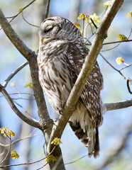 Barred owl sitting on a branch