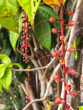 Vibrant Red Tropical Flowers and Buds on Stem