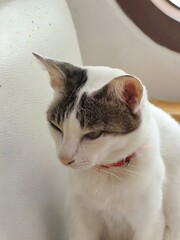 White and Tabby Cat with Red Collar Looking Down