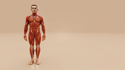 Conceptual 3D illustration of a man's anatomy