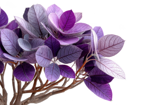 Beautiful purple leaves on a branch with intricate vein patterns isolated on transparent background - Powered by Adobe