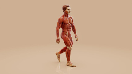 Conceptual 3D illustration of a man's anatomy