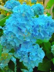 
Summer's hydrangeas