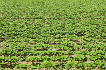 Green field sunflower sprouts top view