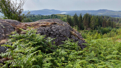Dramatic view from a hillside with ferns and large rocks, looking out towards a distant forest and...