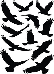 Obraz premium Silhouette Collection Majestic Eagles Soaring in Flight, Displaying Power and Freedom on White Background