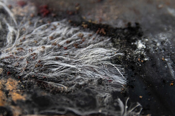 Close-up a vivid and intricate fungal colony growing on a decaying surface. A variety of mold...
