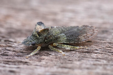 Closeup on the European eared leafhopper cicada, Ledra aurita, sitting on wood