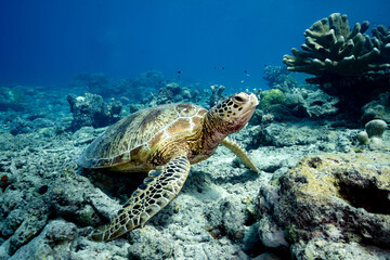 Sea Turtle resting on coral reef at Sipadan Island, Malaysia
