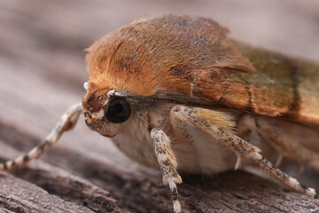 Facial closeup on a European Broad-bordered Yellow Underwing owlet moth, Noctua fimbriata