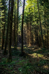 Fototapeta premium Sunbeams in a Dark Misty Forest