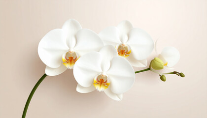 White Orchid Flower Minimal Style on Beige Background