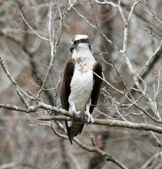 Osprey 