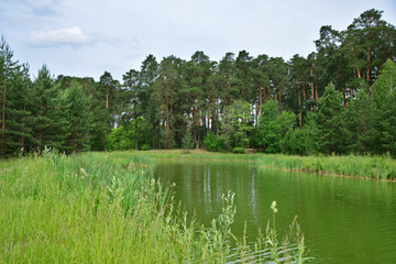 green Lake with a pine forest wallpaper