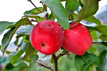 Two ripe red apples on a tree branch close up