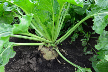 Sugar Beet Plant Growing in the Field close up