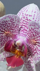 Phalaenopsis orchid close-up with white petals and magenta spots. Macro of tropical flower with vivid center, ideal for spa, beauty, floral prints, and botanical use.