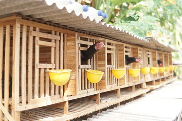 traditional chicken coop made of bamboo.