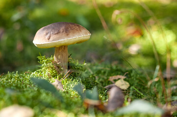 Caution: Identifying Potentially Dangerous Wild Mushrooms in Nature