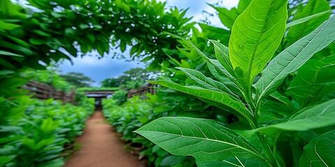Lush green foliage, pathway through plants