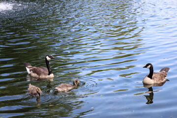 adult Canada goose couple and two goslings floating on calm pond waters reflecting bright blue skies of sunny summer day (geese, family)