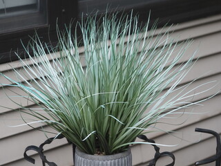 The green plant is in a pot.