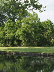 The lake in the forest with lush trees.