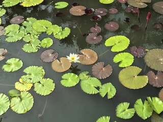 Water Lilies and Lotus Pads in a Peaceful Pond