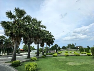 Tropical Landscape with Palm Trees and Green Lawn Under Cloudy Sky