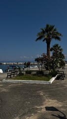 Sunny promenade with palm trees and distant ocean horizon, ideal for summer travel, island lifestyle, and scenic tropical visuals.