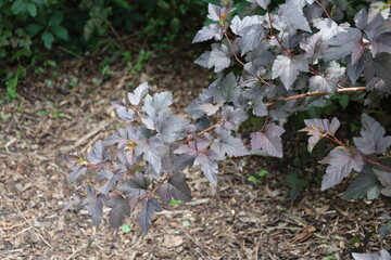 branch with greenish gray leaves extends over wood chips in summer sunshine (close-up, green)