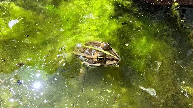 A lake frog Pelophylax ridibundus sits on algae in the water in a lake