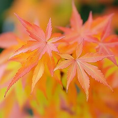 Vibrant autumn foliage.  Close-up of fiery orange-yellow maple leaves