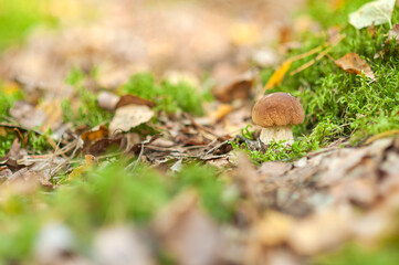 Healthy Outdoor Foraging: Edible Mushroom on Forest Path